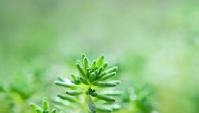 清明节感怀